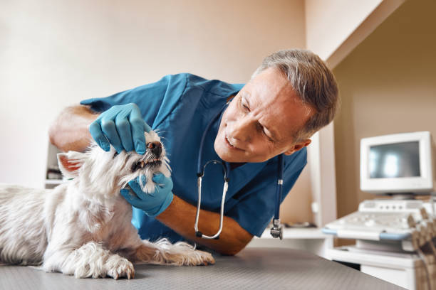 Best Knocked-Out Tooth (Avulsed Tooth) Treatment in Claremont, NH